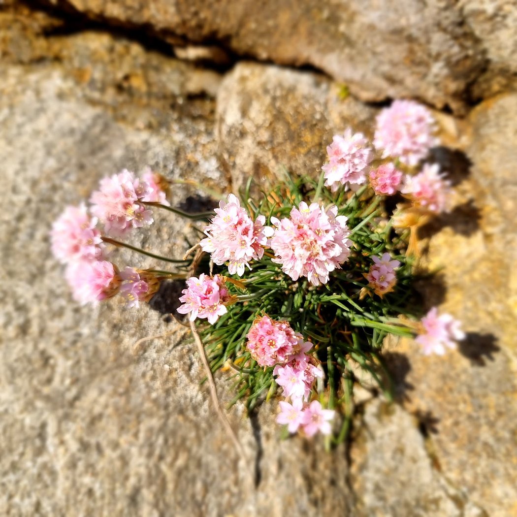 Sainte-Marguerite 3