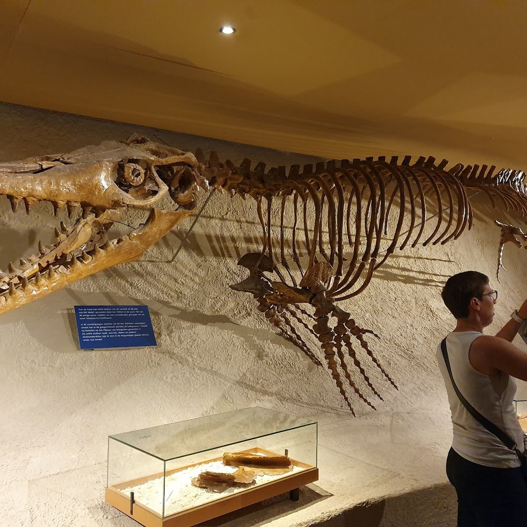 Natural History Museum of Maastricht 2