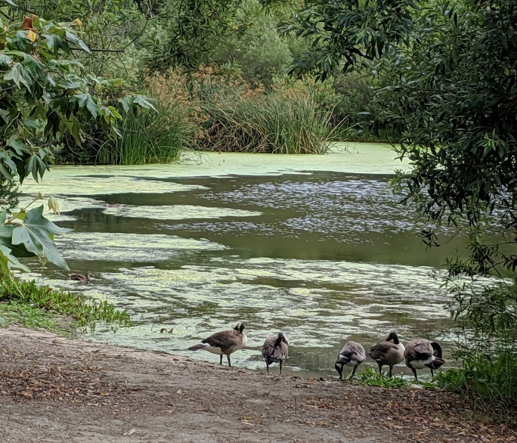 Beginner Birding Tour 1