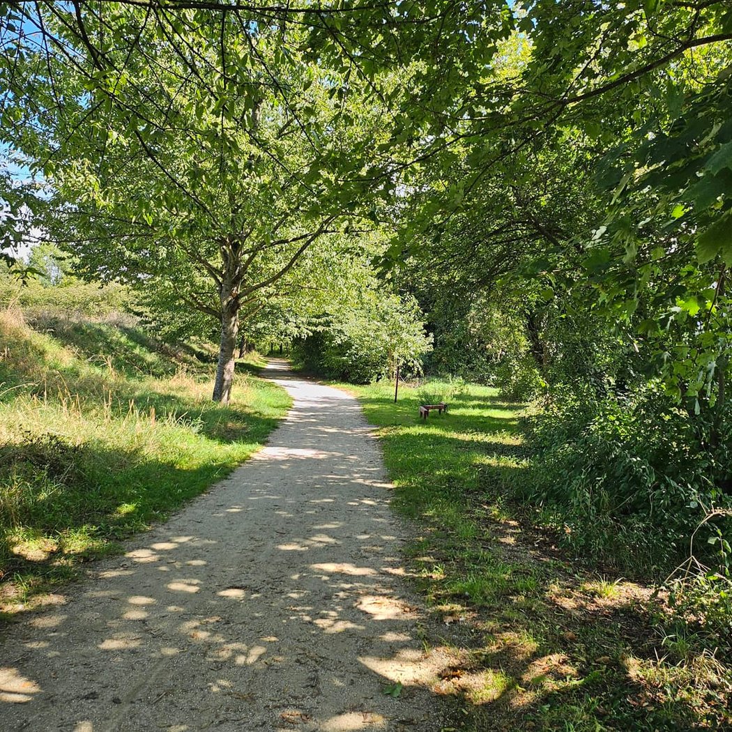 Bondy Woods 1