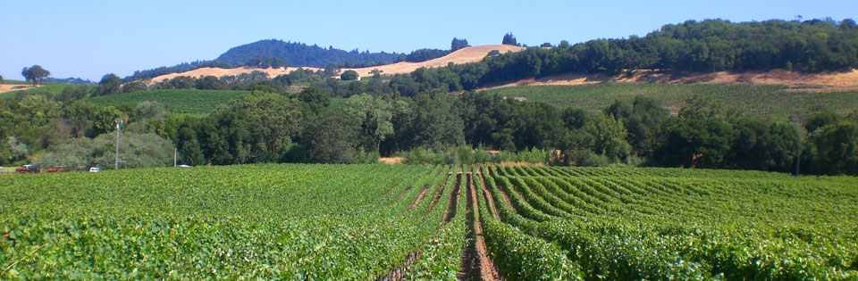 Viszlay Vineyards 2