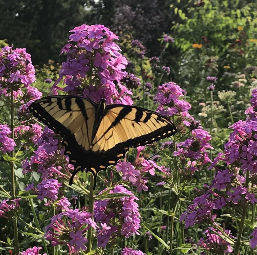 Gardener's Focus Tour | Native Garden