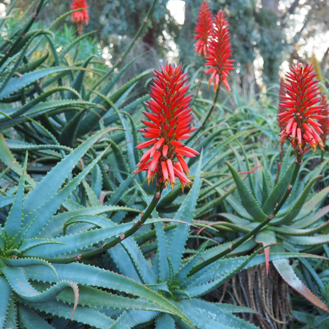 Dry Garden Botany Series - Aloes and Friends Webinar 1