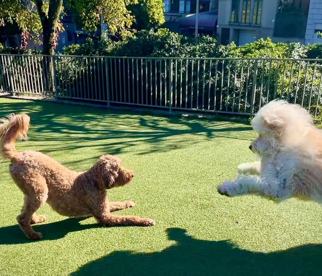 Lafayette Park Dog Play Area 1