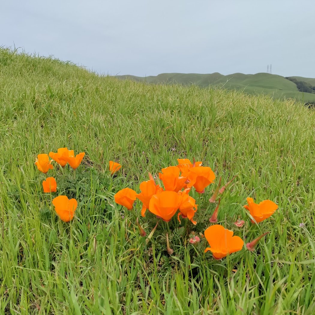 Dublin Hills Regional Open Space Preserve 1
