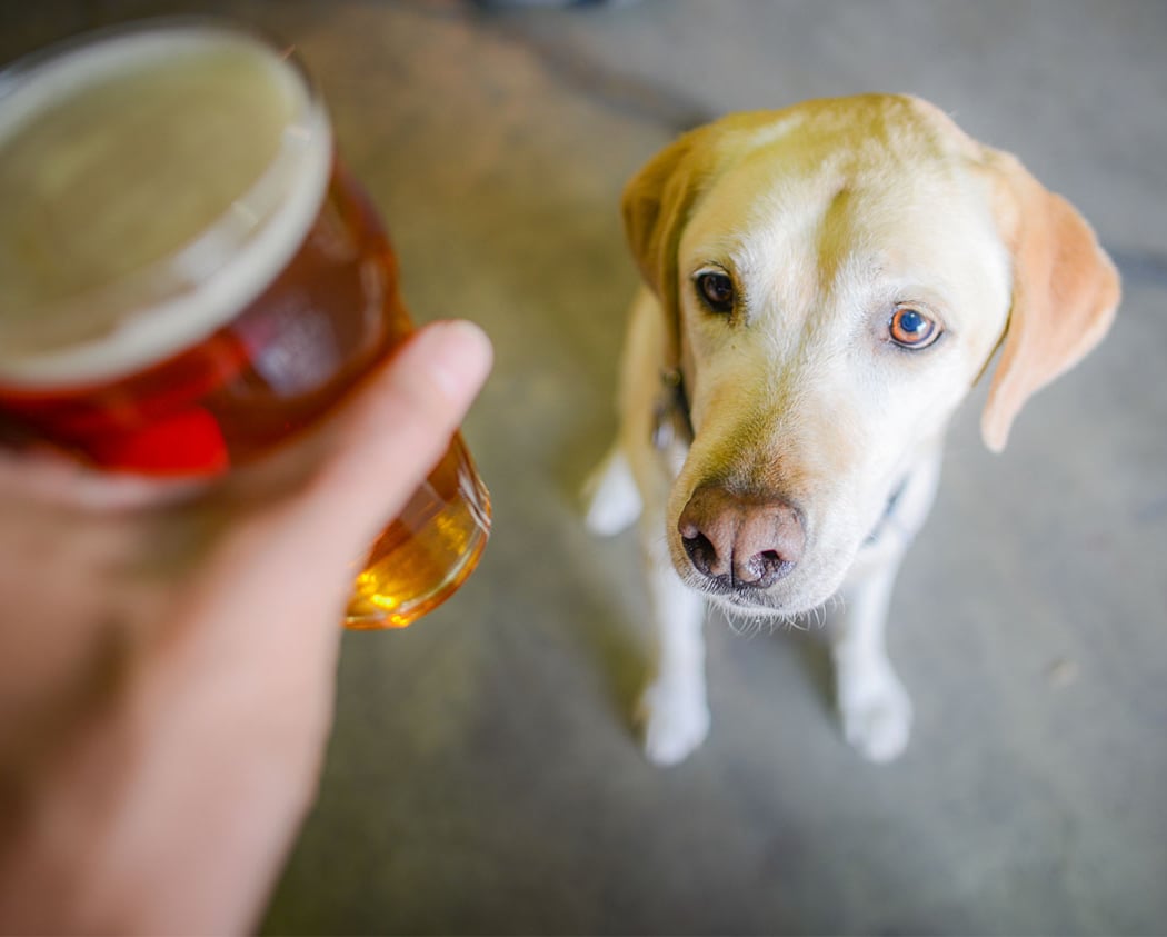 Sit, Sip, Stay: A Dog-Friendly Happy Hour 2