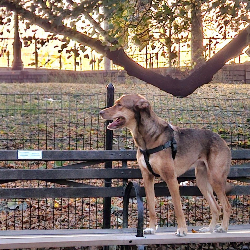 West 72nd Street Dog Run 2