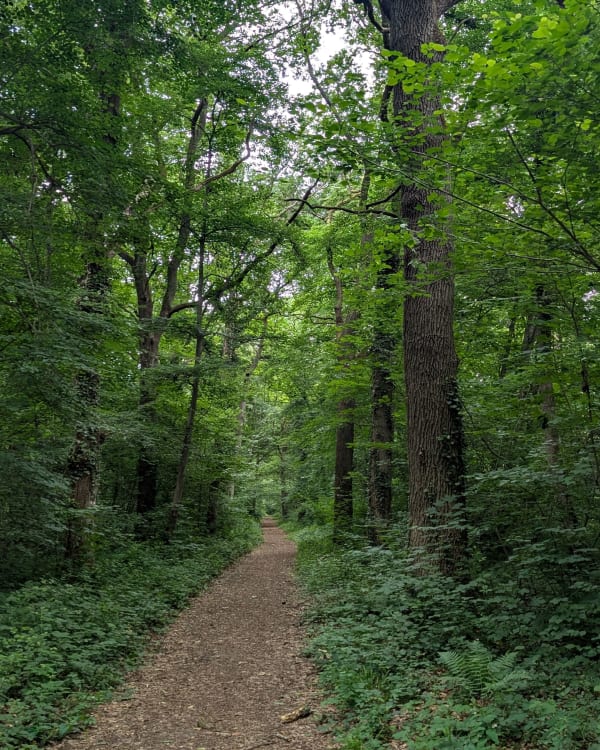 Forêt de L'Isle-Adam 3