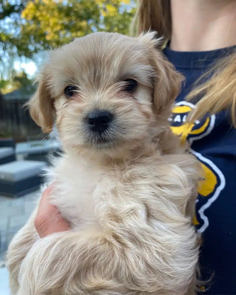Puppy & Kitten Party 2026 2