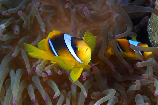 Aquarium de Paris – Cinéaqua 1