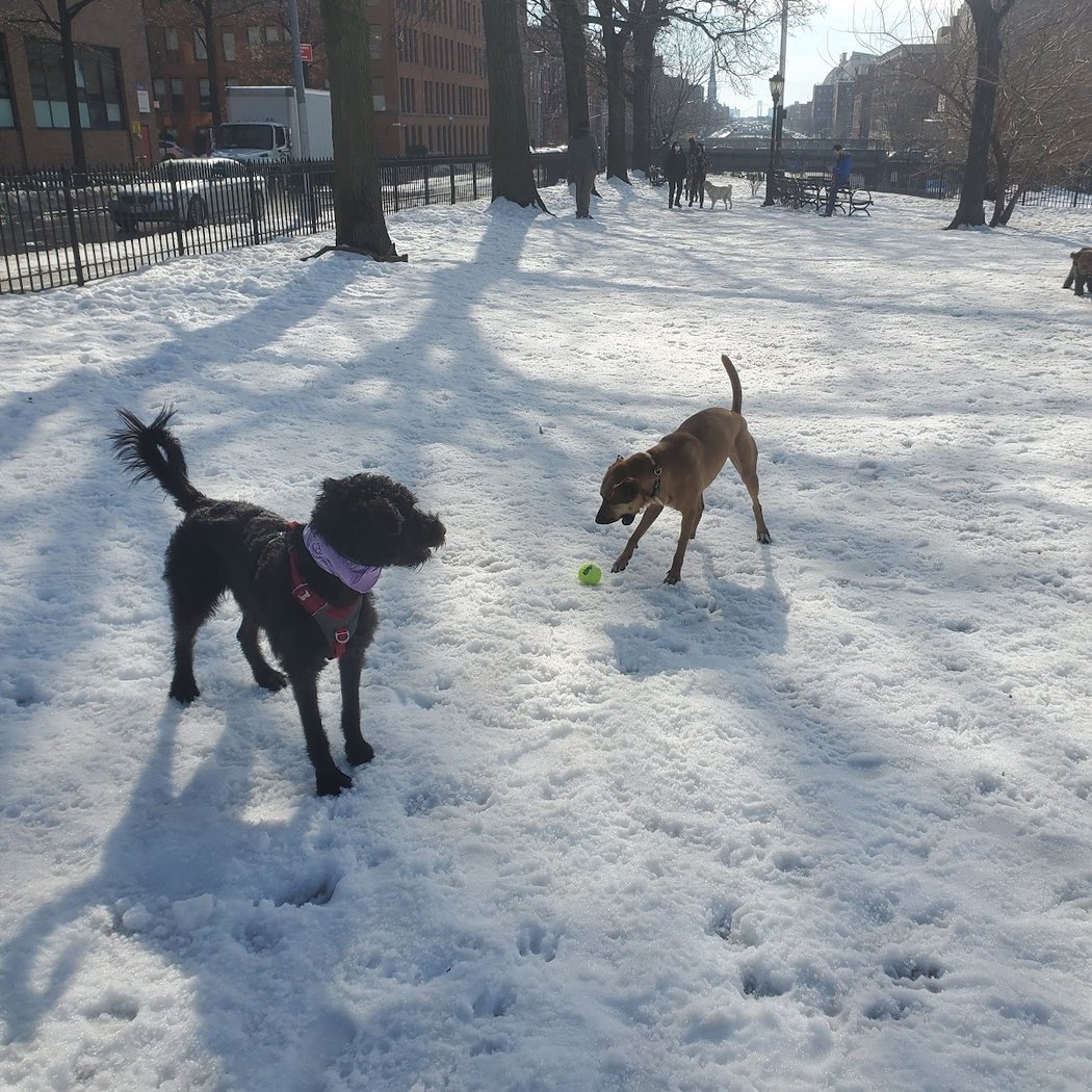 Cobble Hill Dog Park 3