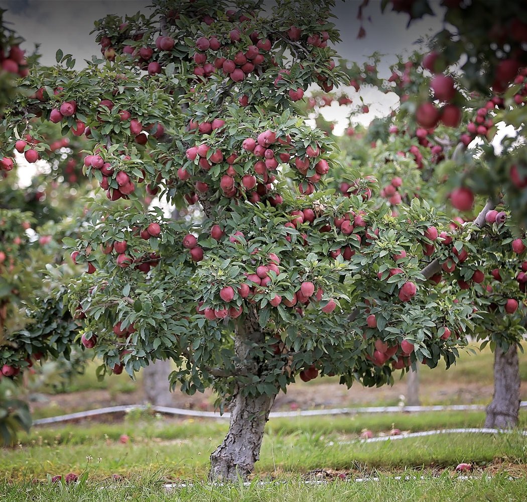 Lawrence Farms Orchards 3