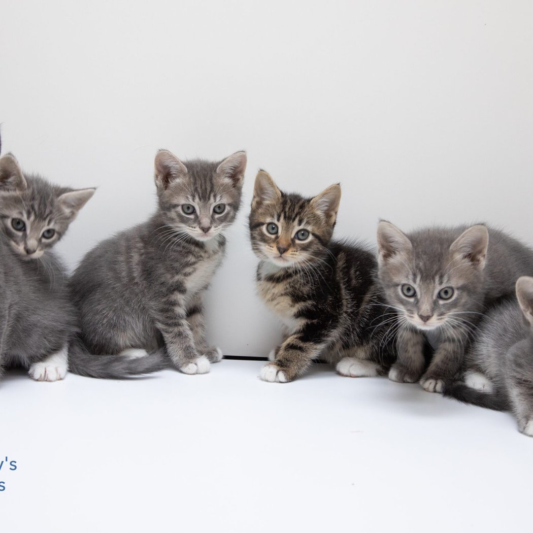 Pet Adoption Event 2