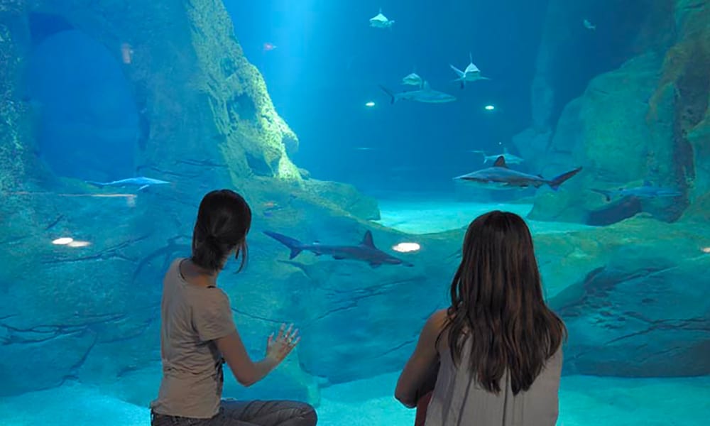 Biarritz Aquarium 2