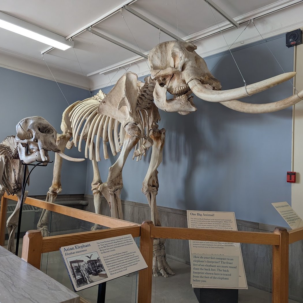 MSU Museum 3