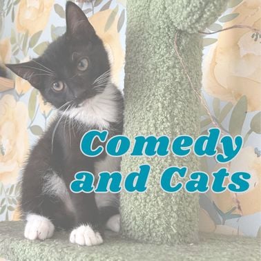 Night of Comedy and Cats 1