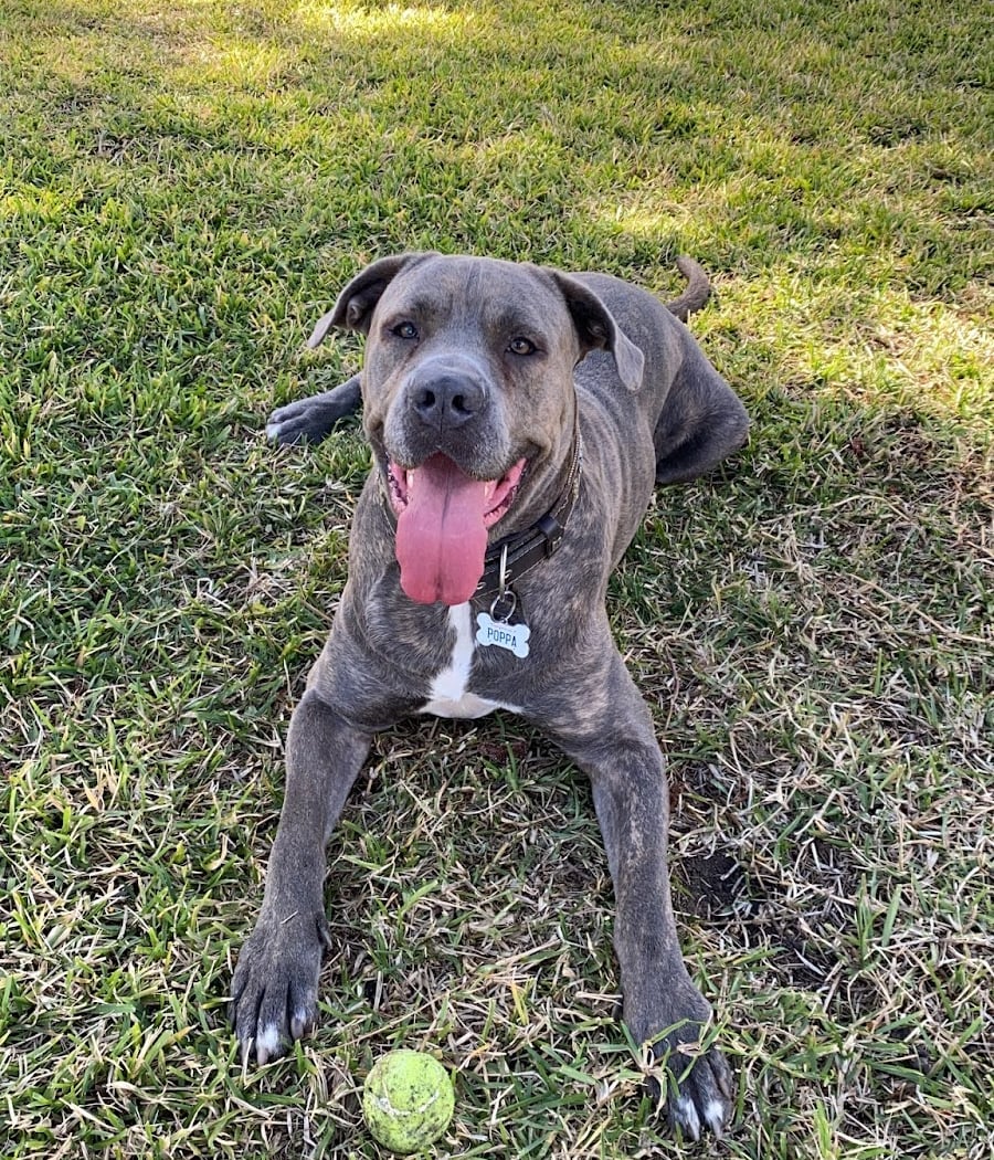 Whisman Dog Park 1