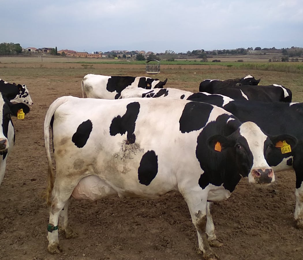 Granja Comas 3