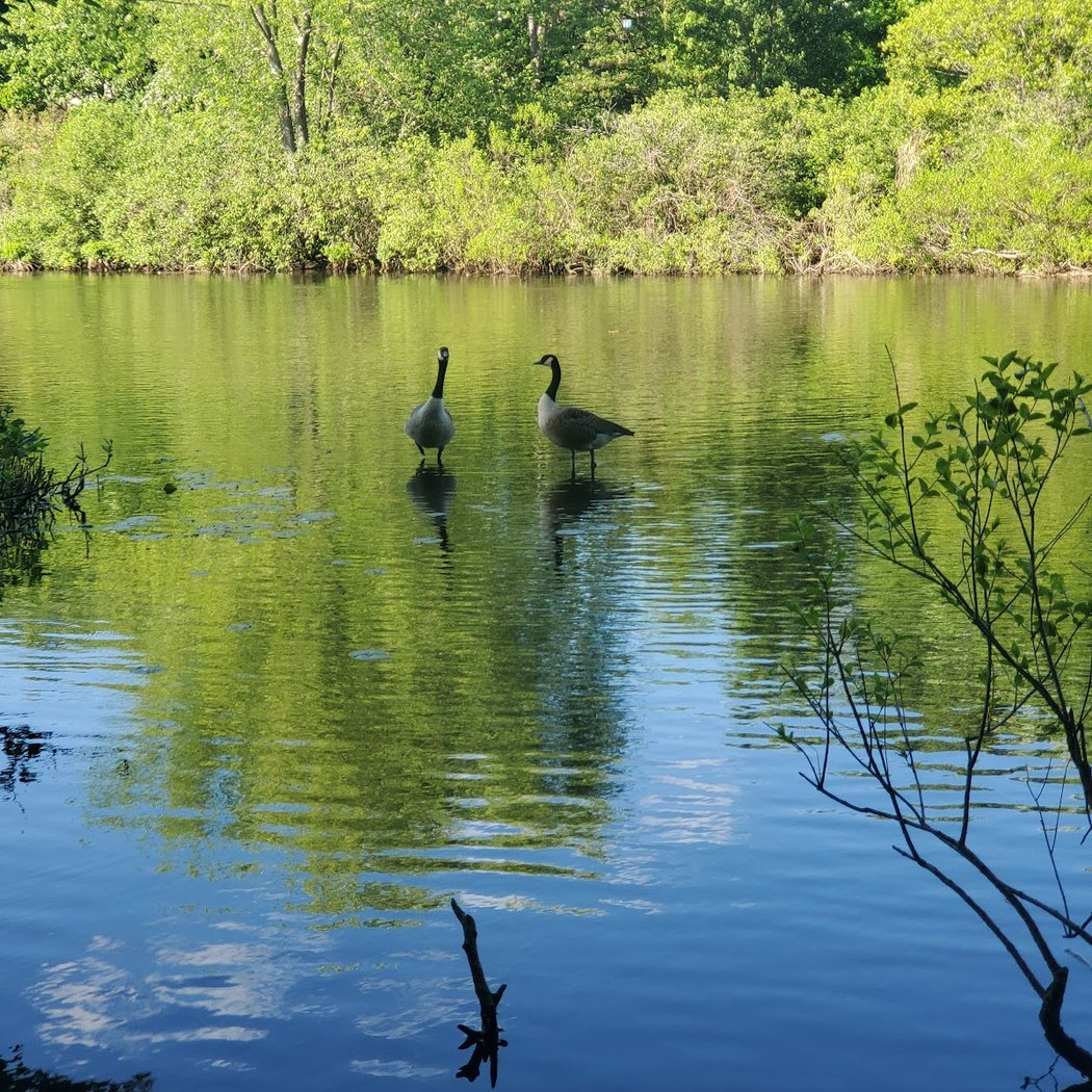 Charles River Road 3
