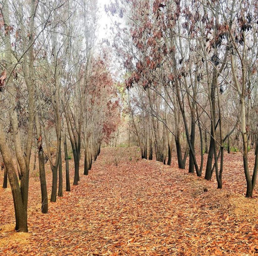 Avalahalli State Forest 1