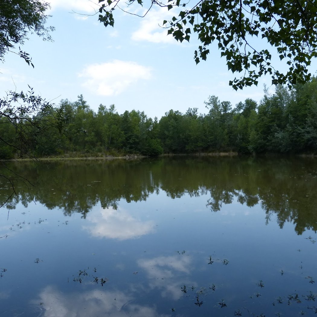 Lombardil Woods 3