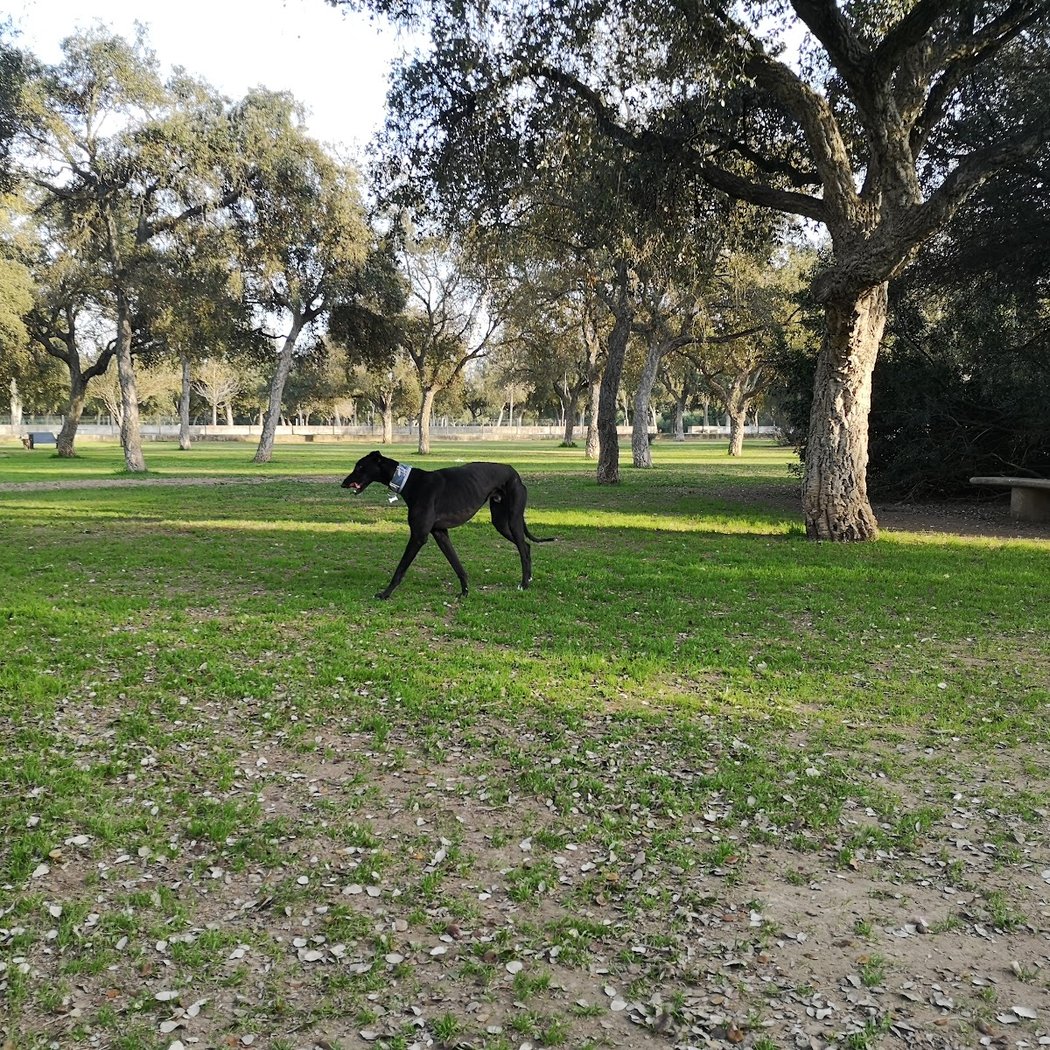 Perros Alamillo Park 3