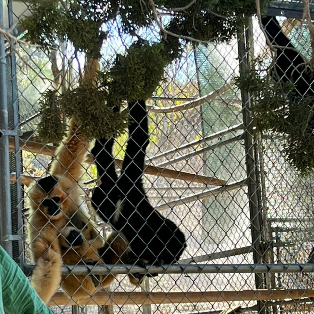 Gibbon Conservation Center 2
