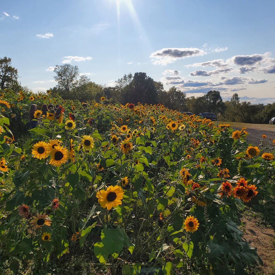 Harvest Moon Farm & Orchard 3