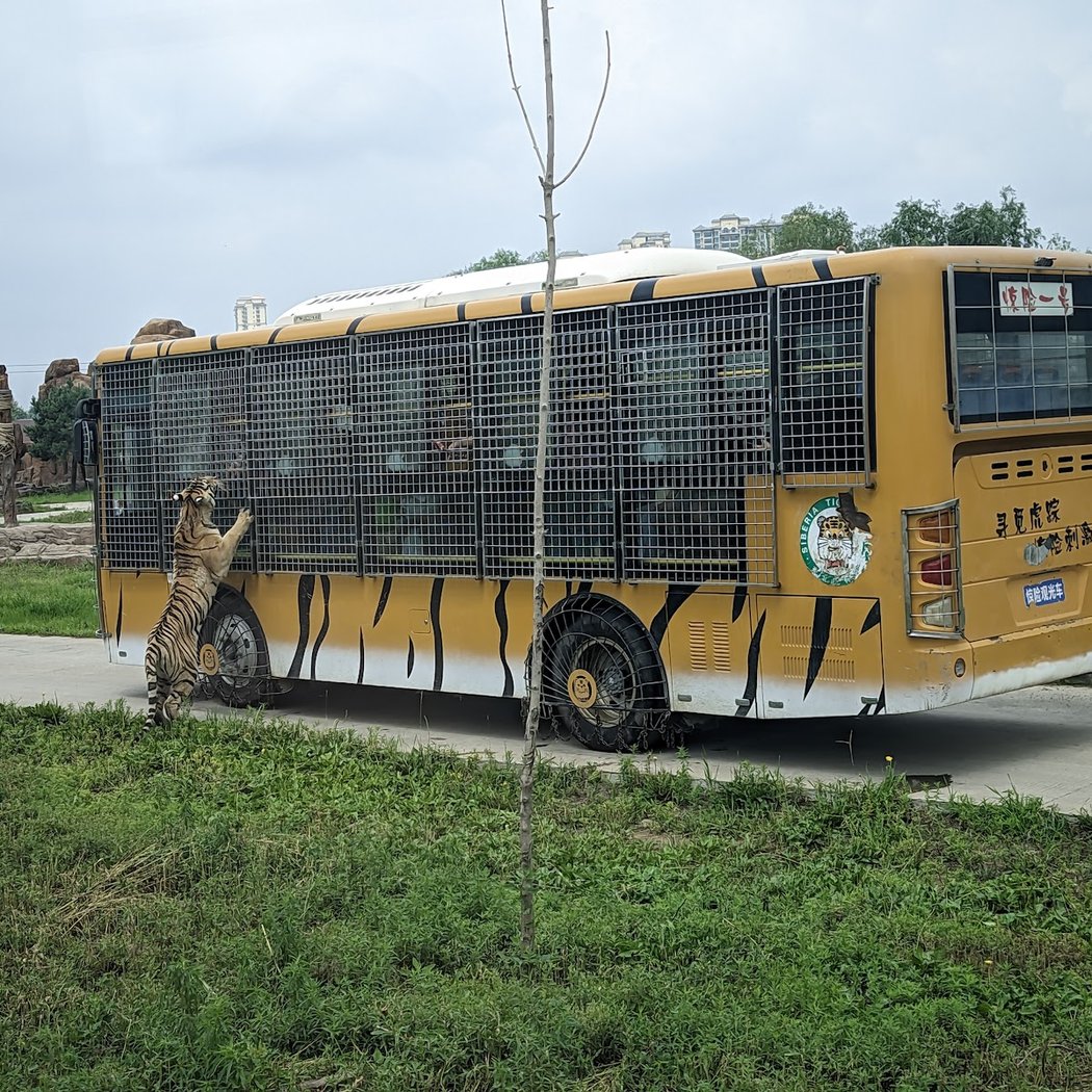 Siberia Tiger Park 5