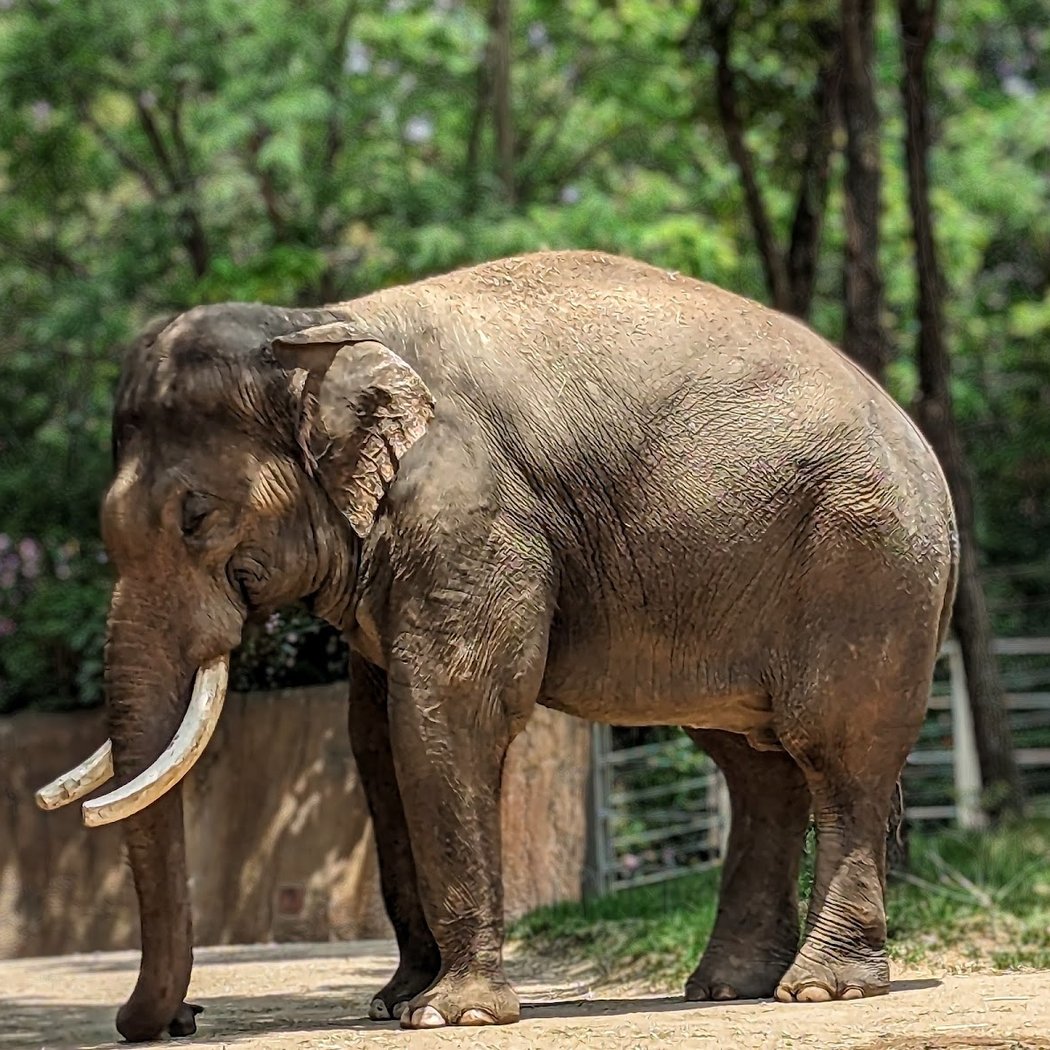 ZOOFARI at Saint Louis Zoo 3