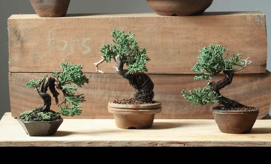 Bonsaify, LLC. 3