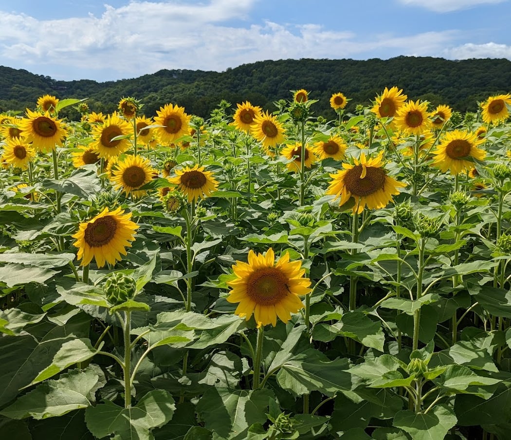 Brookdale Farms 2