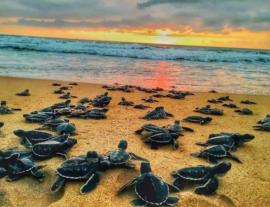 Kosgoda Sea Turtle Conservation Project 1