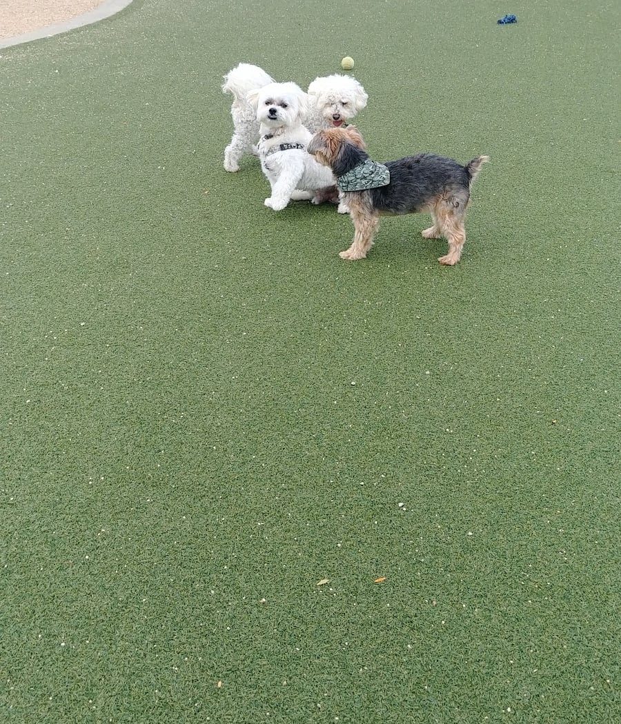 Bay Park Dog Park 2