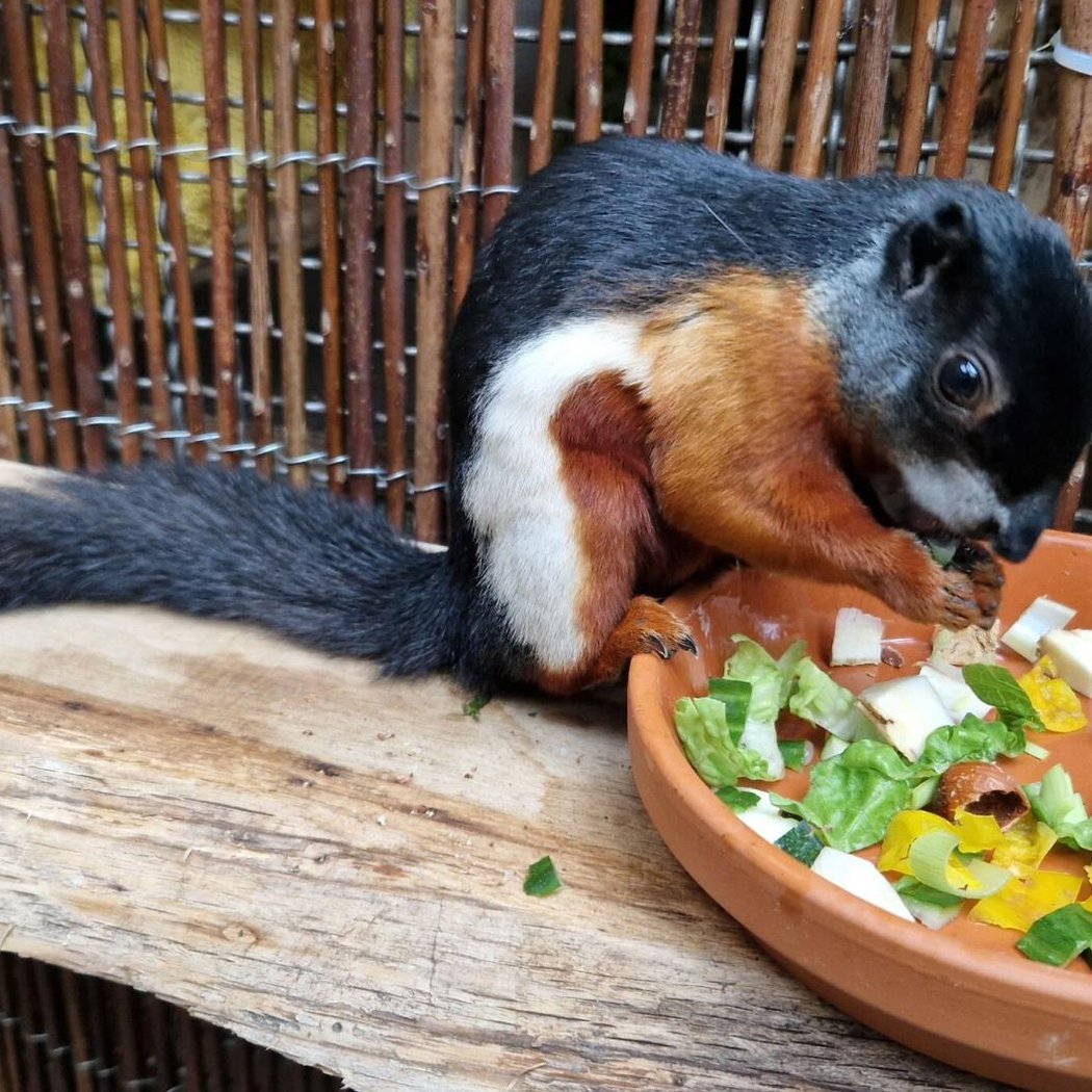 Tierfütterung: Schönhörnchen 1