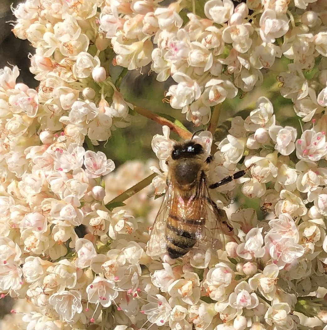 UC Santa Cruz Arboretum & Botanic Garden 4