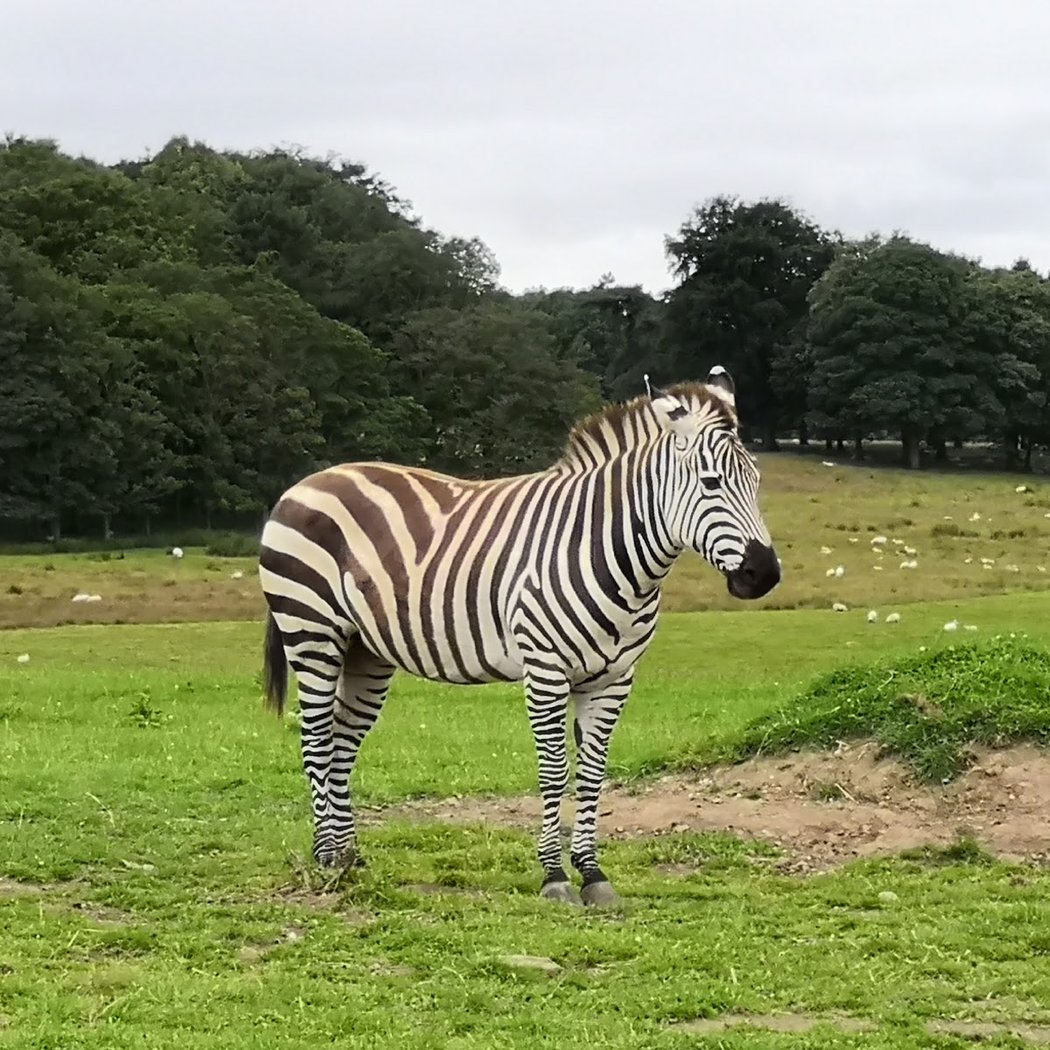 Knowsley Safari 2