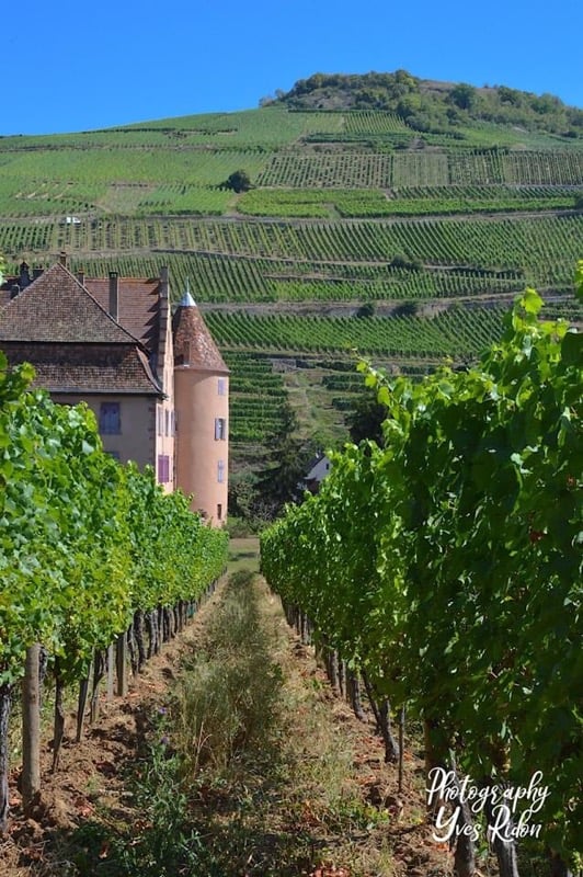 Domaine Château Wagenbourg - KLEIN Joseph & Jacky 1