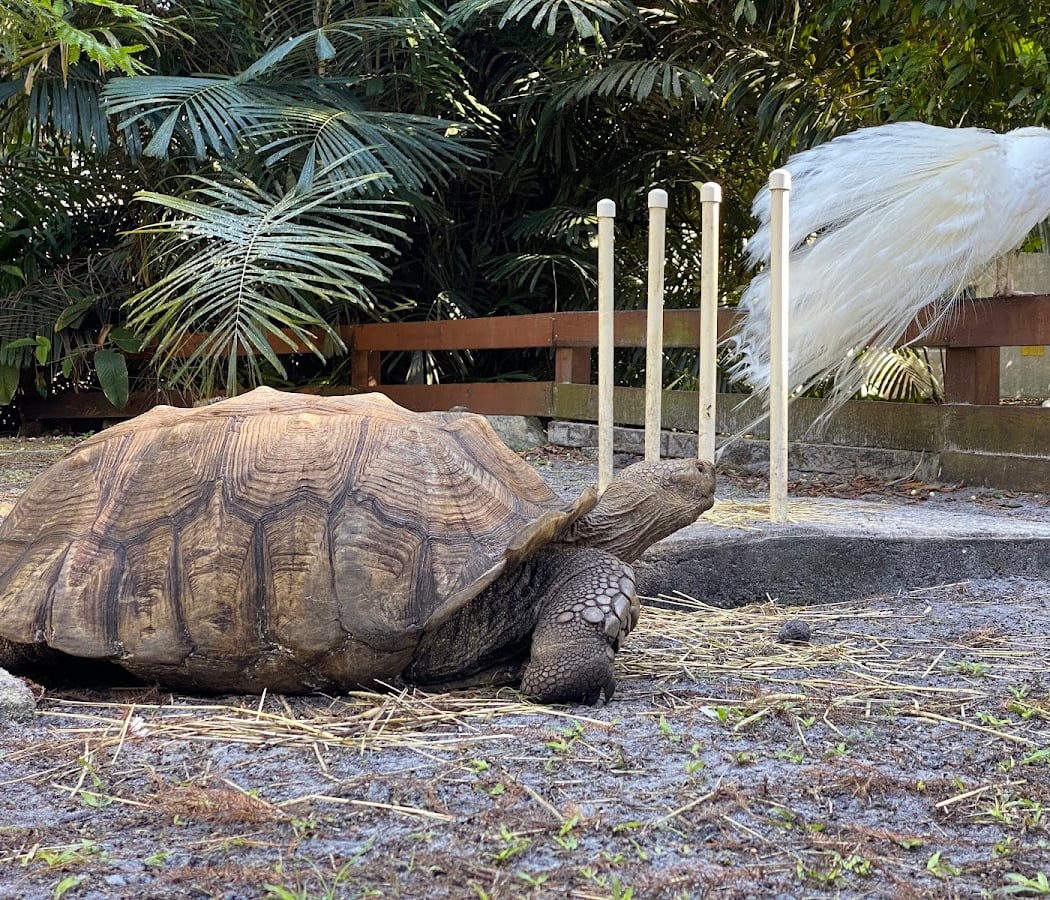 Flamingo Gardens 3