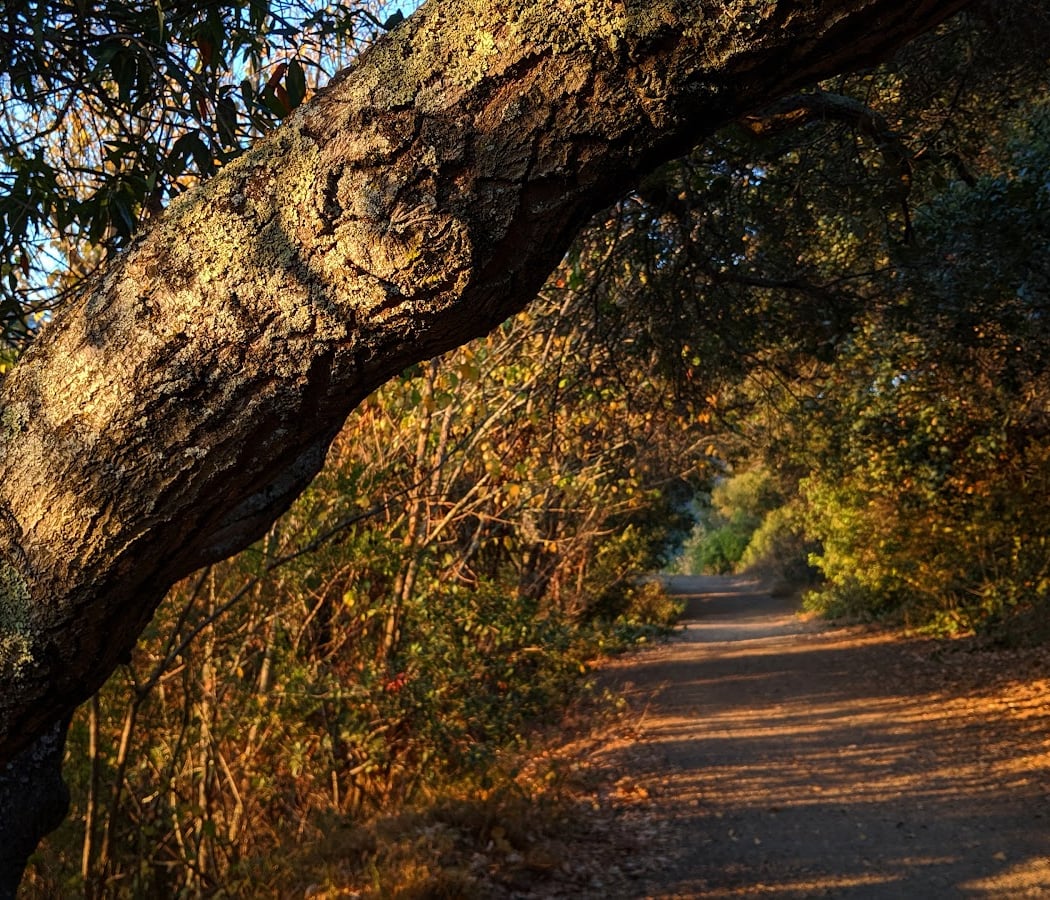 Dimond Park 1