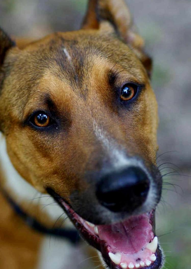 Terre de Chien 1