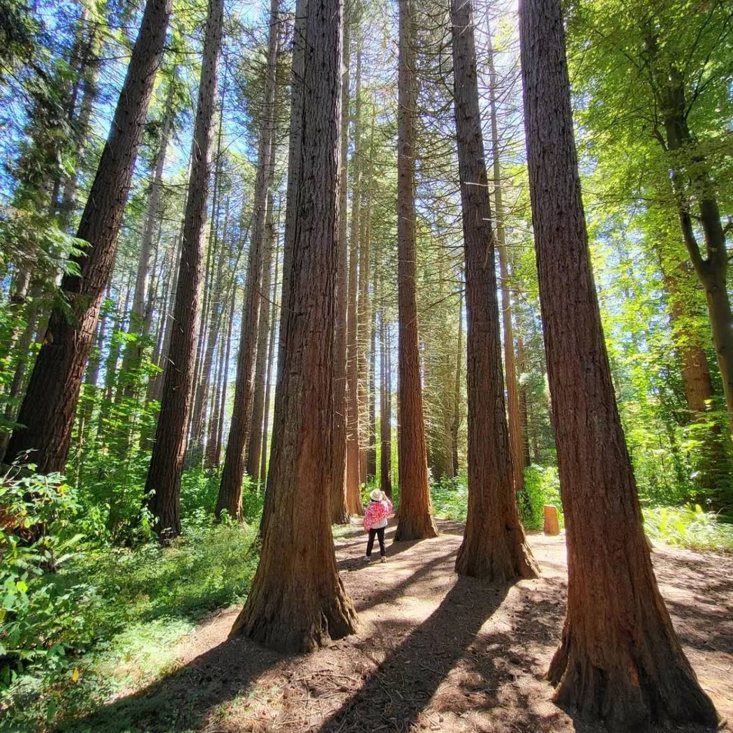 Giant Sequoia Grove 1