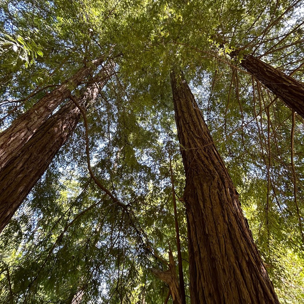 Morning Hike at Bear Creek Redwoods 3