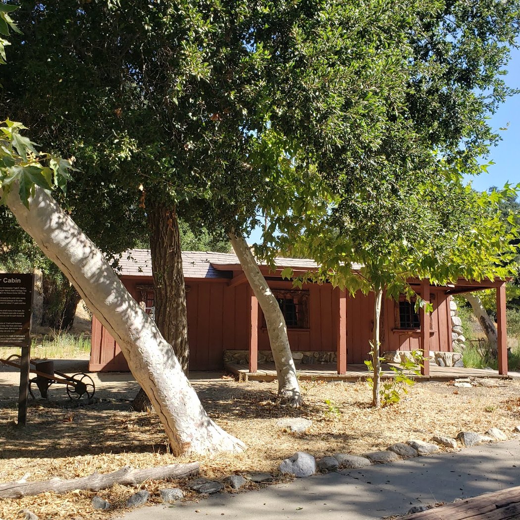 The Oak of the Golden Dream 4