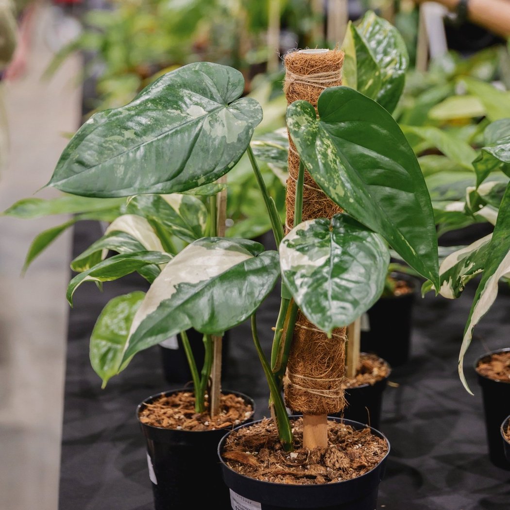 PlantCon NYC 2025 1