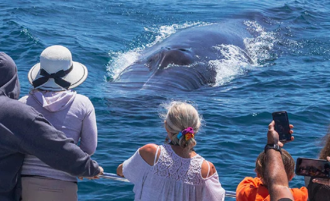 Whale Watching Cruise 1