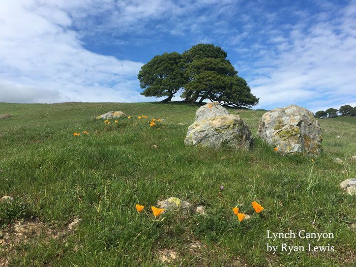 Nature Hike at Lynch Canyon 1
