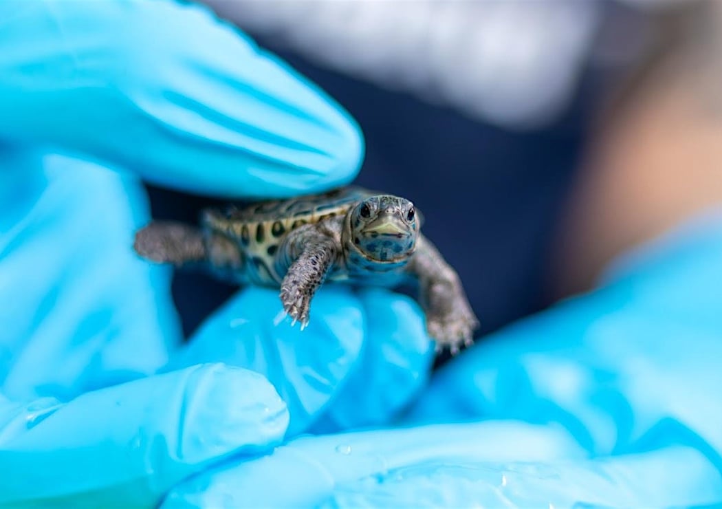 Taps for Terrapins: A Fundraiser for the Staten Island Terrapin Project