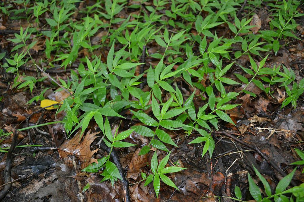 Basketgrass Bonanza 2