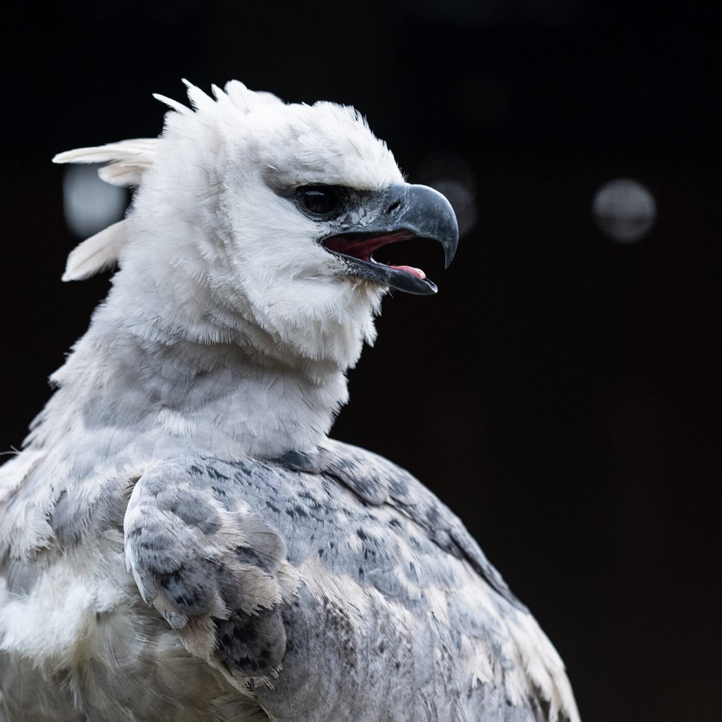 Remarkable Raptors 2